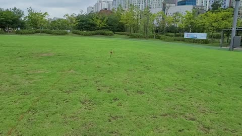 parrot training