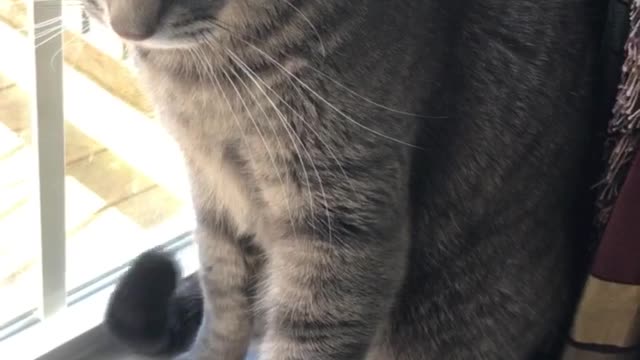 Cat is Not in the Mood for Pets