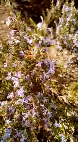 Bee are flying insects they are working hard to producing honey