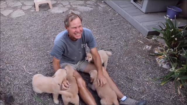 Cute Puppies Attack Human Very Cute - Puppy Attack - Golden Retriever Puppies