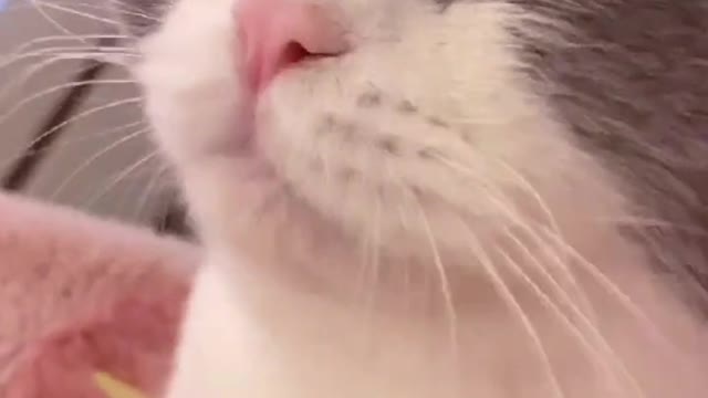 Funny cats meowing and talking