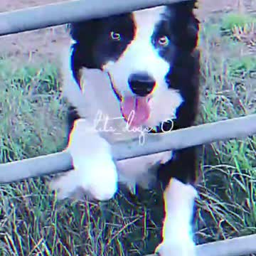 Ultimate Baby Dogs - Cute and Funny Dog Videos Compilation #Shorts