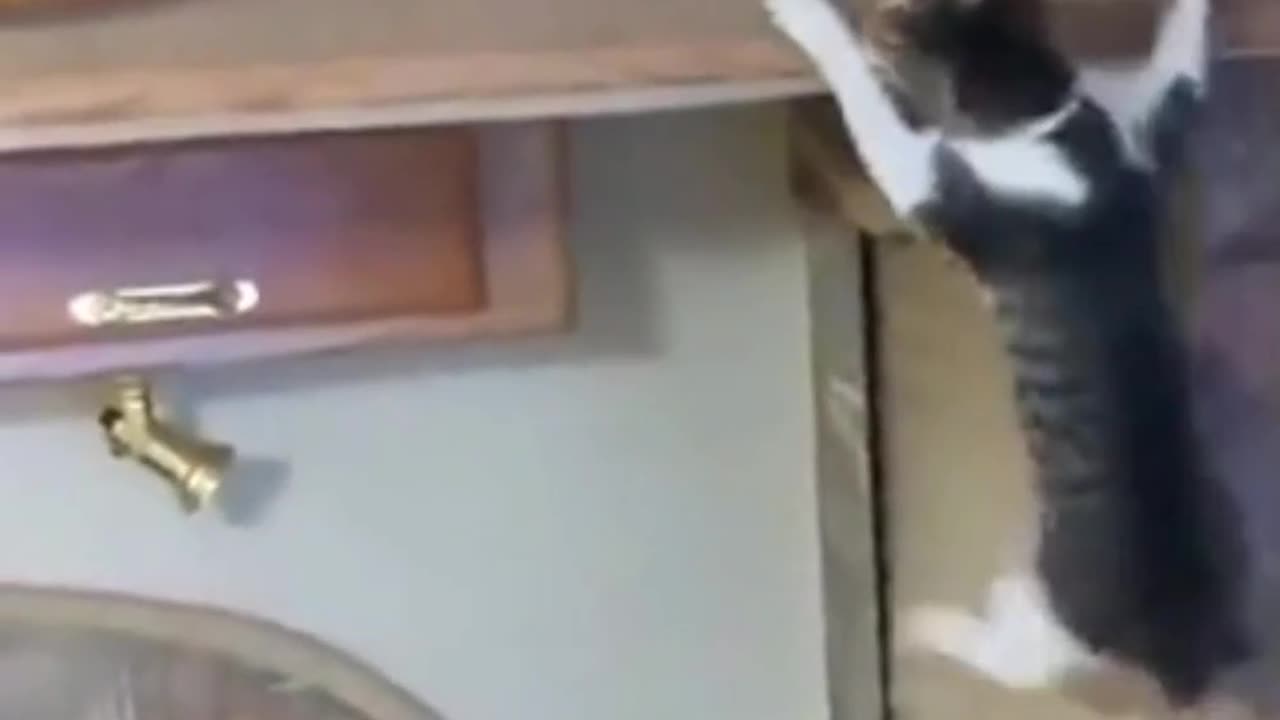 ninja cat