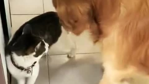 Dogs actually learned to feed the cat !