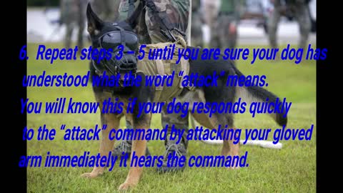 Guaranteed Ways to Train Your Dog to Attack on Command