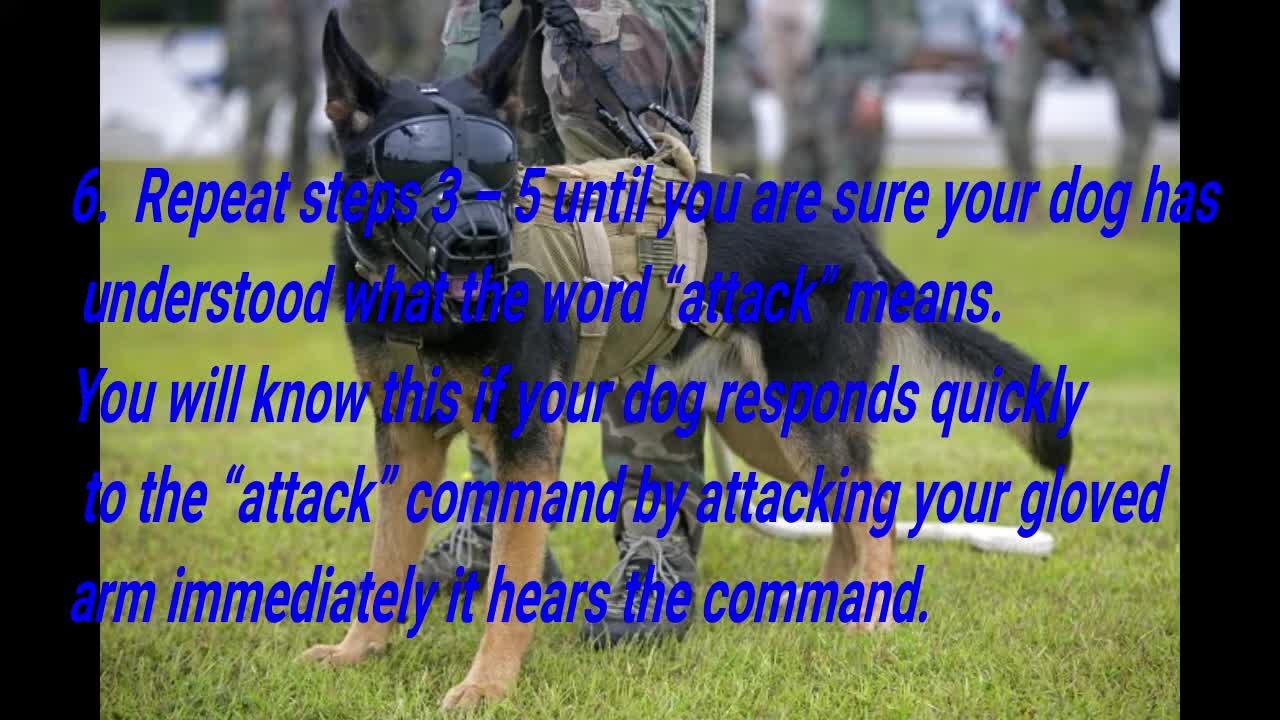 Guaranteed Ways to Train Your Dog to Attack on Command