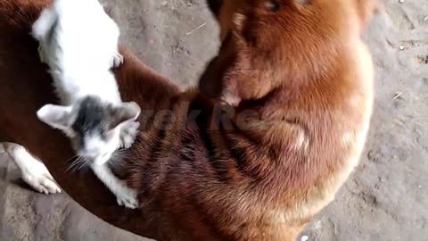 Friendship of dog with cat