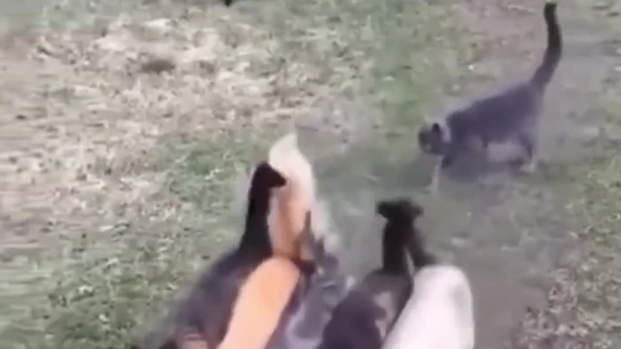 Cats walking side by side