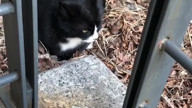 cute black stray cat