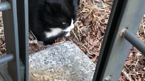 cute black stray cat