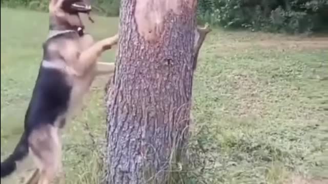 Dog and Squirrel Cute Funny Moment