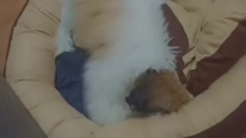 Dog loves to play with his Bed