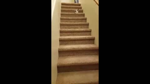 Kitten trips down stairs lands hard