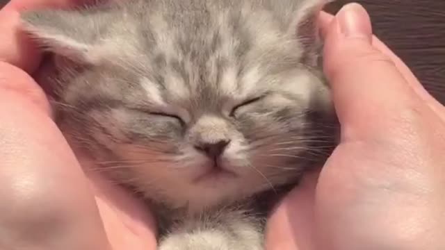 cute cat