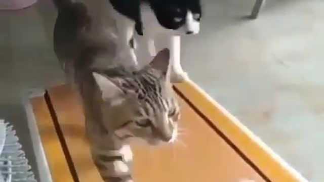 They want to be a good shape 😹🐈