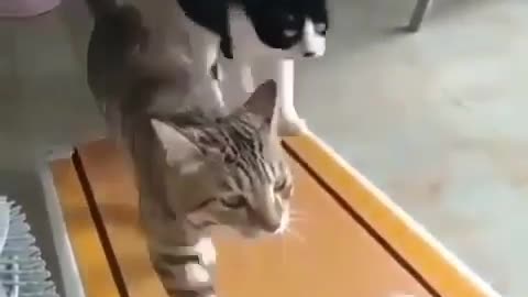 They want to be a good shape 😹🐈