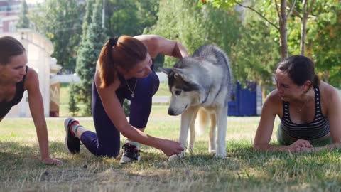 Basic Dog Training – TOP 10 Essential Training, Fast and Easy