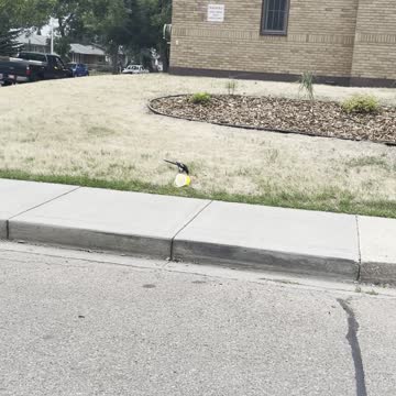 Ew small Magpie bird