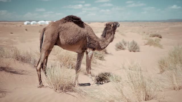 😎 Camels of the Sahara Desert