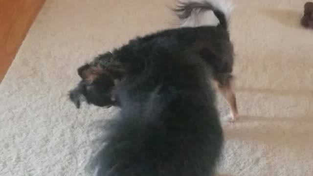 Monkeybear and Lu playing