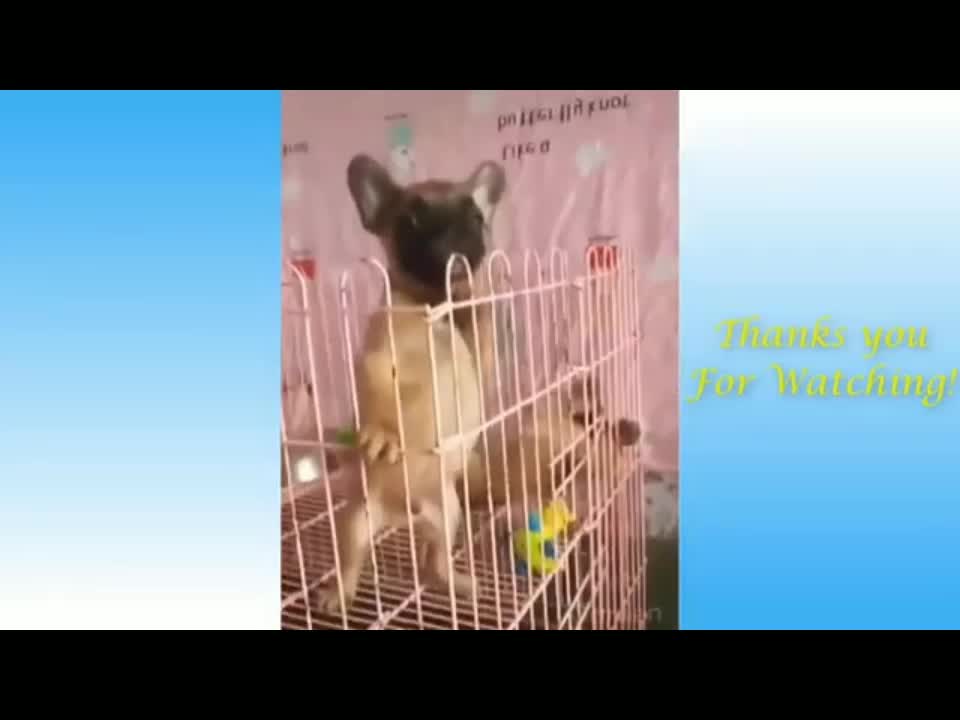 a collection of funny cat and dog videos