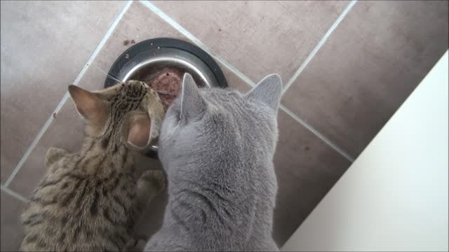 Kitten Makes Hilarious Sounds While Eating