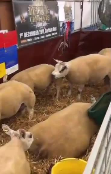 The pig - sheep. What science is doing