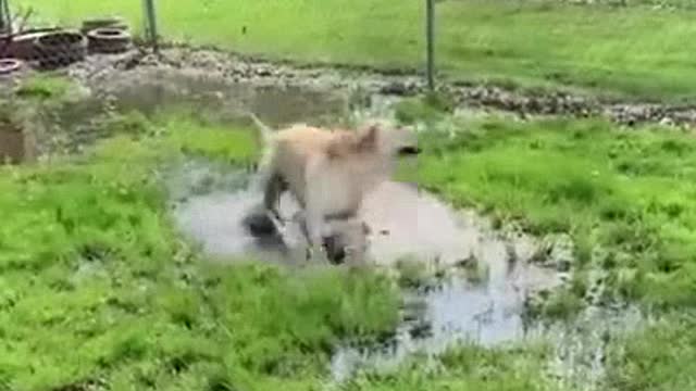 Perrita ciega descubre un charco