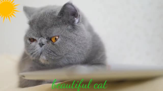 New /#Amazing cat video & sweet cat Nice video