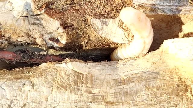 Watching woodworm eating wood