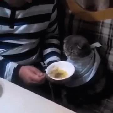 This is my favorite cat