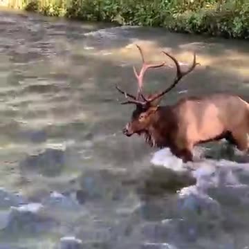 Elk in Oconaluftee River, Cherokee, NC