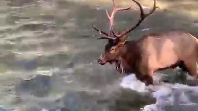 Elk in Oconaluftee River, Cherokee, NC