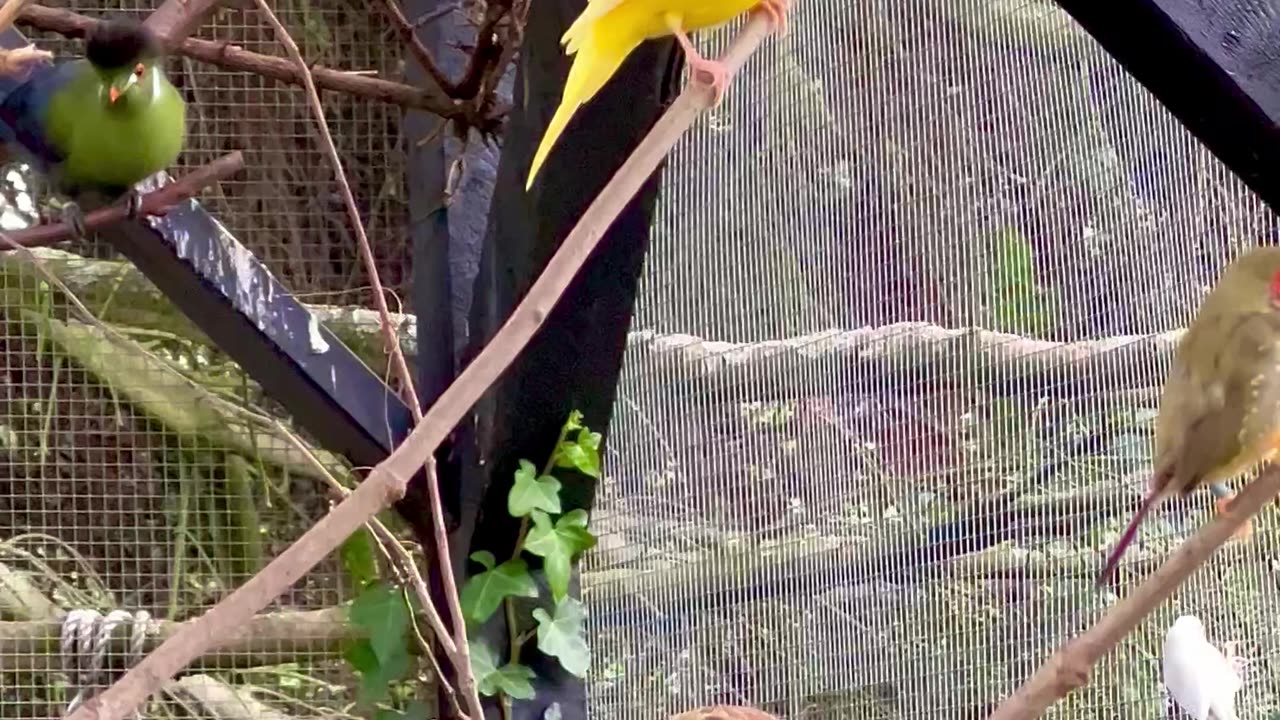 Goldfinch, weaver birds, canary singing - mix aviary birds #birds #bird #nature #animals #birdsounds