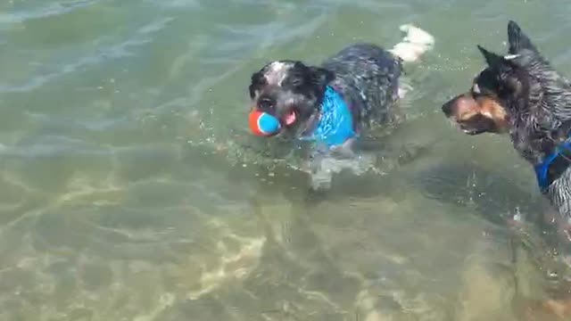 Black and white dog brings back ball from ocean