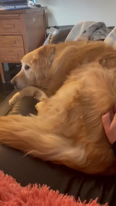 Retriever growls to get more attention