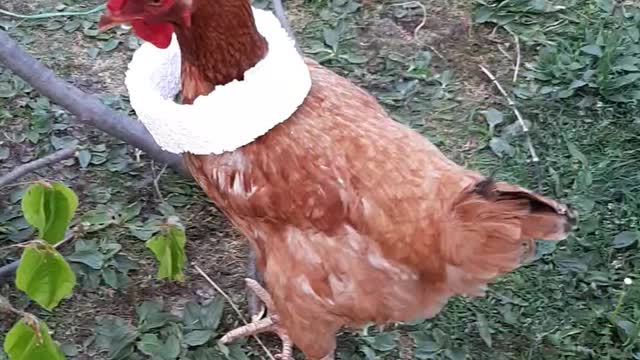 Crazy chichen wearing some polystyrene over her head.