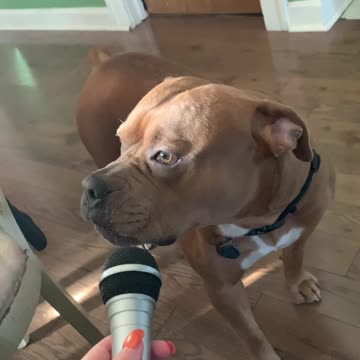 Howling Dog Sings Right Into Karaoke Microphone