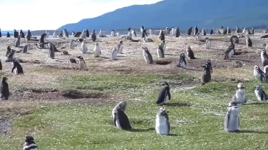 The Penguin - Swims 5000 Miles Every Year To Visit The Man Who Saved Him