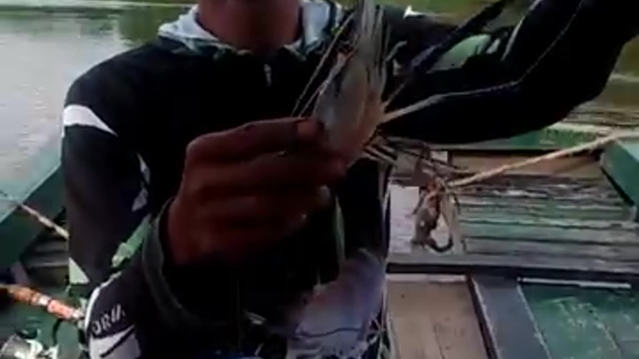 How to Rig and Fish Prawns