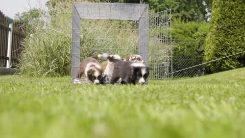 A woman pulls a cage open with a rope and a group of puppies runs out onto grass