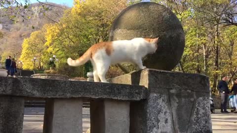 Cool Funny❤❤Cat | Enjoying the Cat