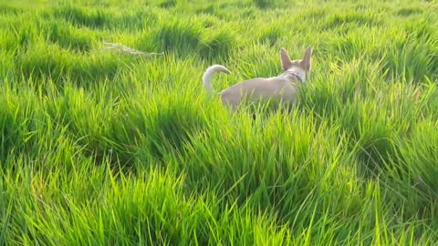 Tiny Dog enjoying the grass