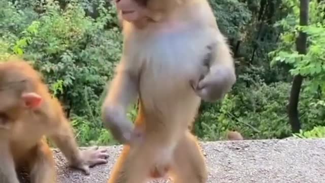 Funny monkey