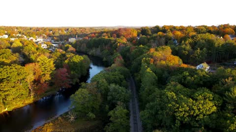 Fall Autumn Forest 4K Stock Footage Clip