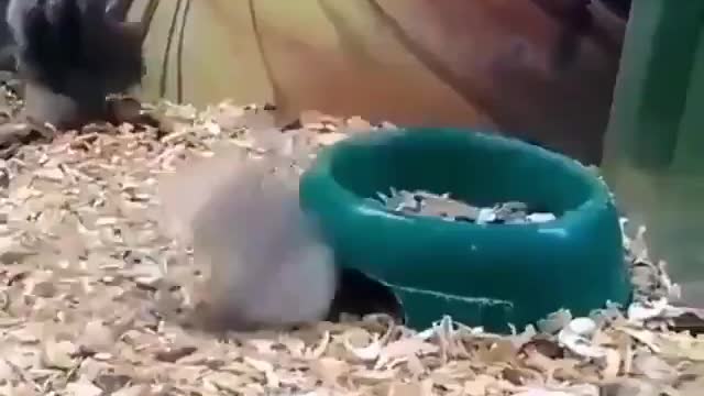 funny pets - tui tung tang