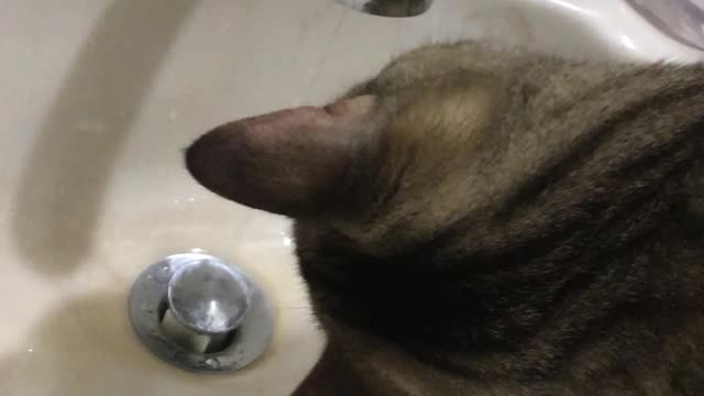 Lucky Gets A Drink