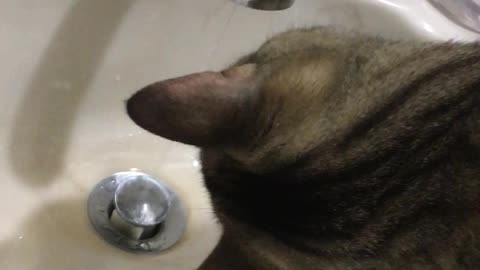 Lucky Gets A Drink