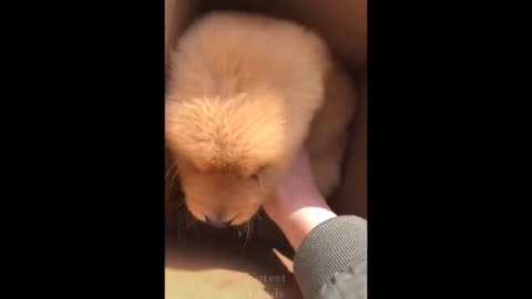 Cutie pets video compilation