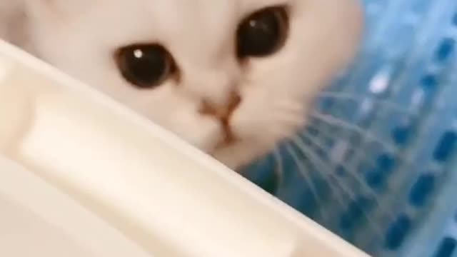 The cat's parents are not there, I don't know how to play at home